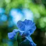 blue flower focus photography