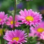 bokeh photography of two purple daisies