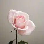 pink rose