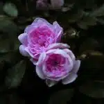 closeup photography of white-petaled flower