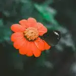 black butterfly on orange flower