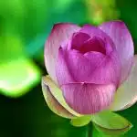 photo of pink and white petal flower